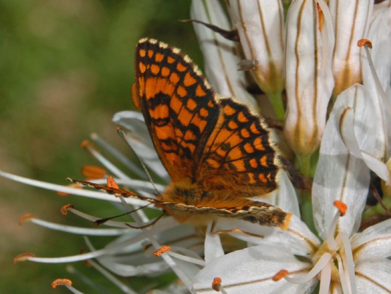 Un''altra Melitaea species - Melitaea nevadensis